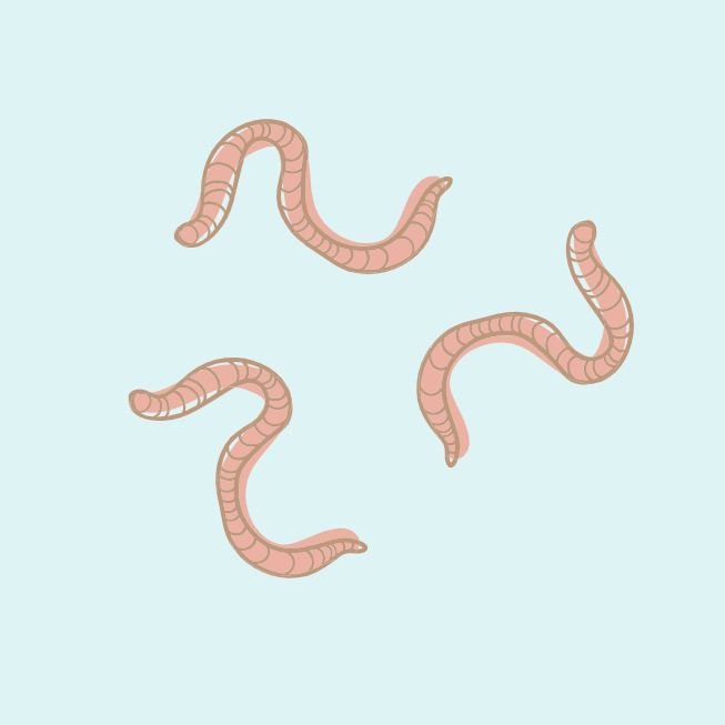 How To get Rid of Worms Naturally
