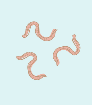 How To get Rid of Worms Naturally