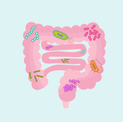 healthy gut