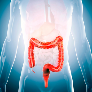  Image of the human colon